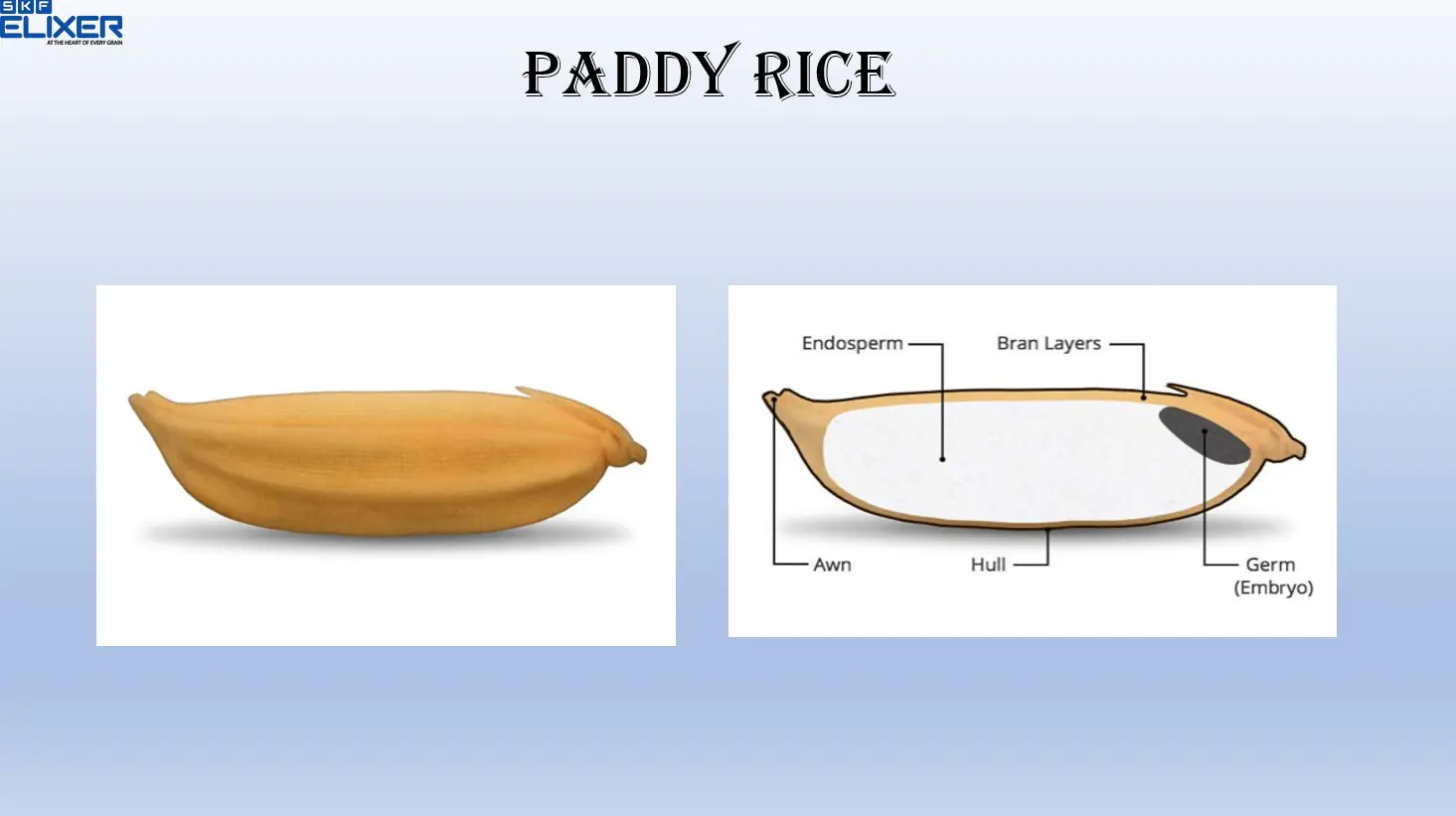 paddy rice