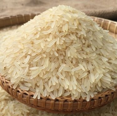 paddy and rice